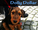 S_Dolly_Dollar