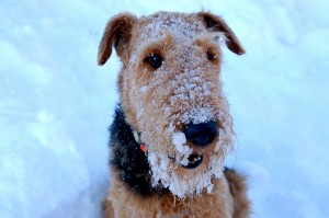 20. November 2007 Schneehund in Furx