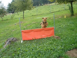 Bonny und seine Freunde Bonny und seine Freunde