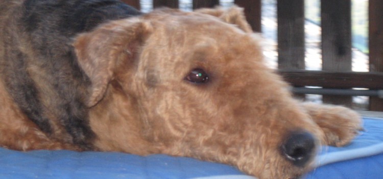 Archie Archie