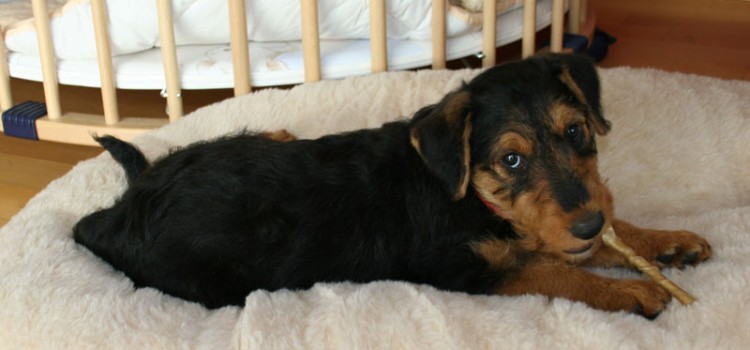 Heute ist Abby´s 9. Geburtstag Heute ist Abby´s 9. Geburtstag