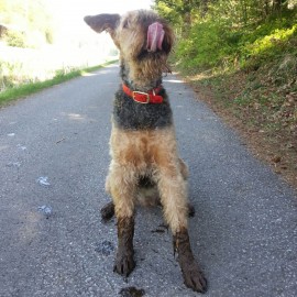 Stiefeletten für Airedales